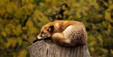 Sprachen lernen im Schlaf Fuchs